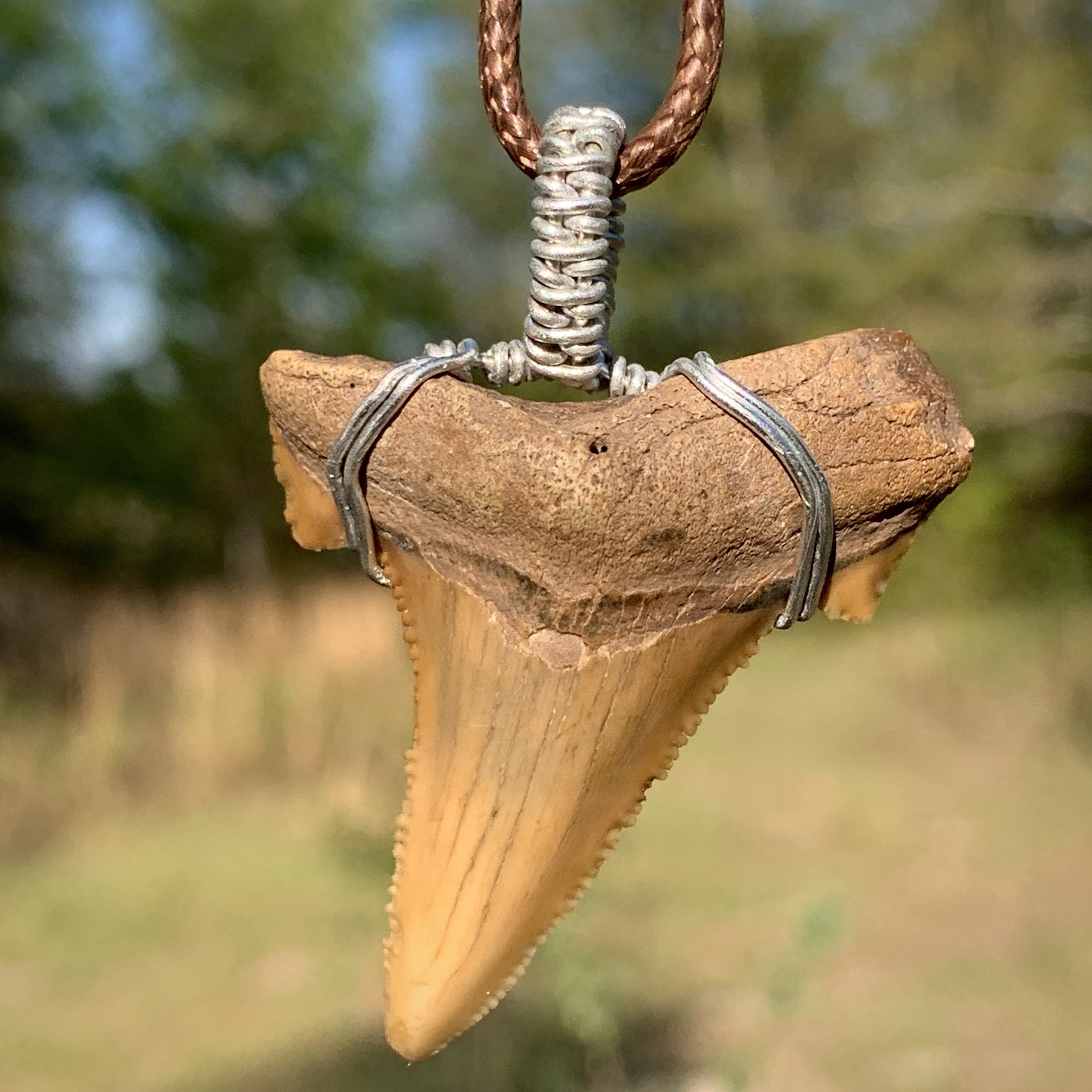 Auriculatus Shark Tooth Necklace - PaleoCris